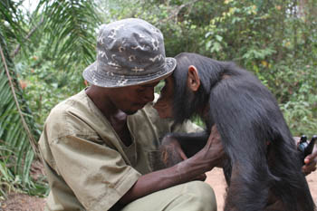chimpanzee santuary