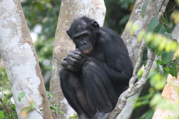 bonobo santuary