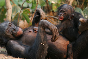 bonobo mother with infant