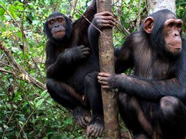 chimpanzees