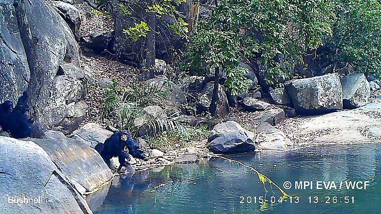 Western_chimpanzee_Algue_fishing_2015_copy_01.jpg  