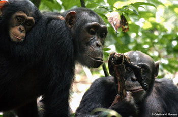 2009-04-08_chimpanzee.jpg  