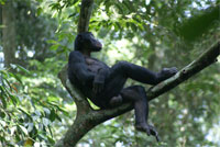 2010-09-01_bonobo.jpg  