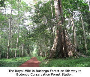  - Royal-Mile-Budongo-Forest