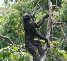bonobo in tree