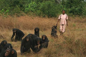 chimapnzee group with keeper