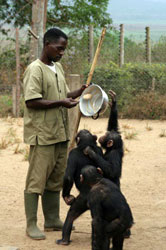 chimps at sanctuaries