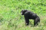 chimpanzee