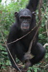 chimp