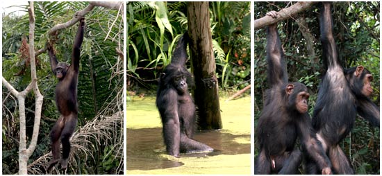bonobos and chimpanzees 