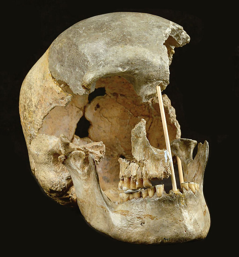 4_skull_Zlaty_kun_photo_Marek_Jantac_1024-1099_M.jpg  