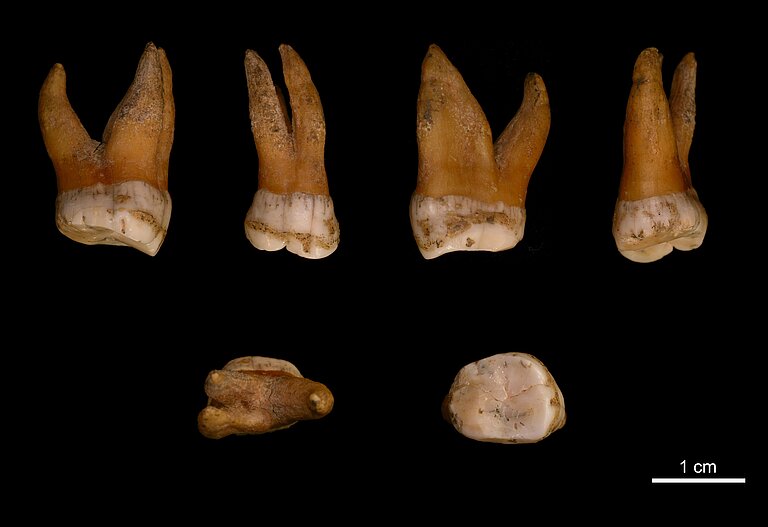 Upper_Molar_Spy_94a_of_a_late_male_Neandertal_from_Spy_cave_Belgium.jpg  