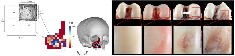 genomicsinskeleton_1.png  