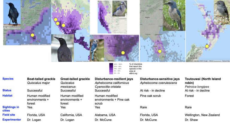 Field sites of the grackles, jays, and toutouwai