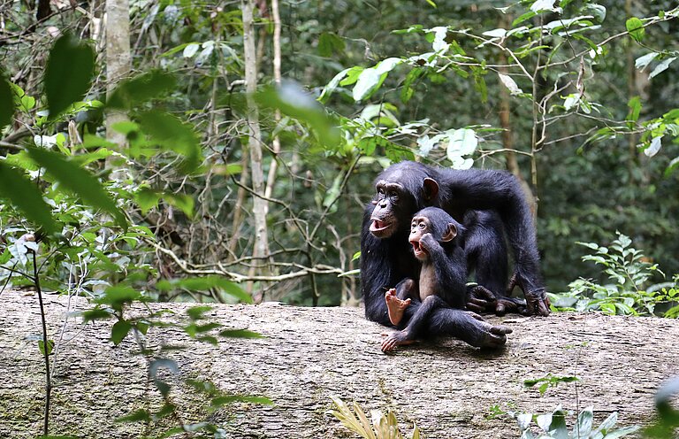 Pic_2_-_Mother_with_very_young_offspring.jpeg  