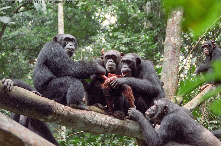 Food_sharing_in_chimpanzees__c__R_Wittig_web_02.jpg  