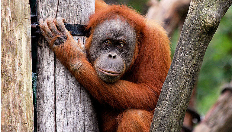 AAuersperg_OrangUtan.jpg  