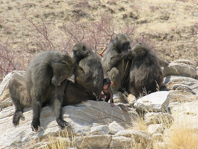 EliseHuchard_baboongroup1.JPG  