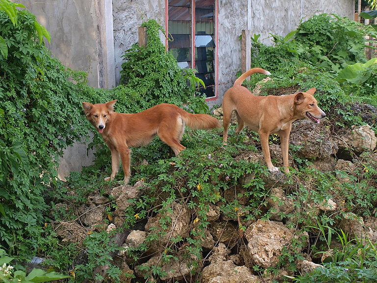 Hunde.jpg  