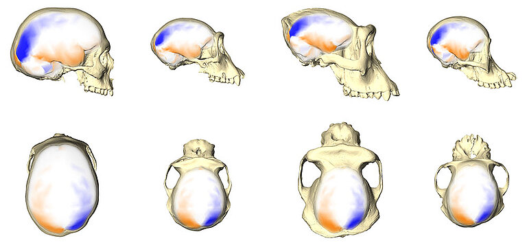 Neubauer-brainasymmetry-04.jpg  