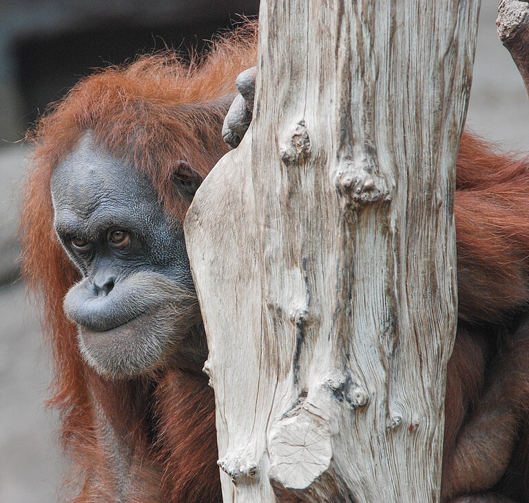 Orangutan_Dokana_Leipzig_02.jpg  