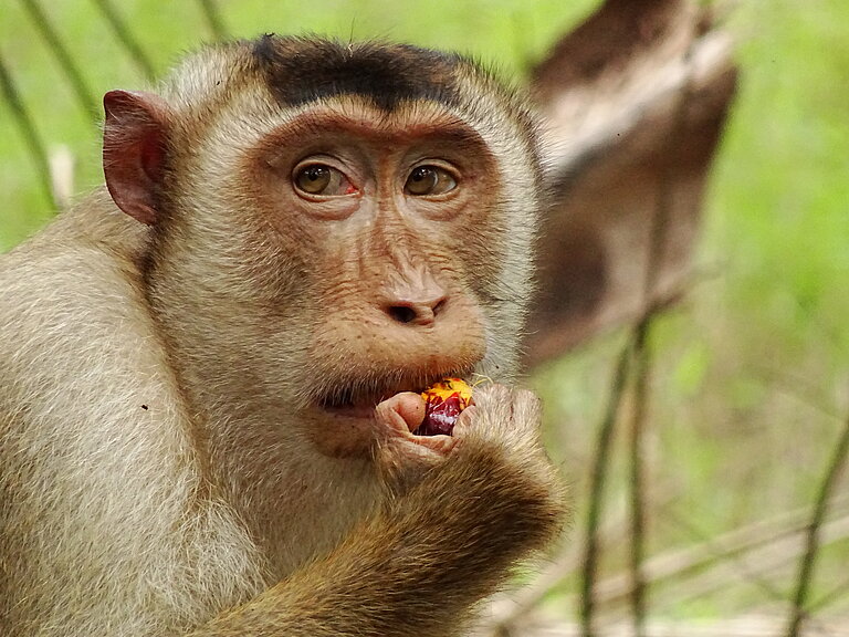 Picture_5_Male_eating_oil_palm_fruit.JPG  