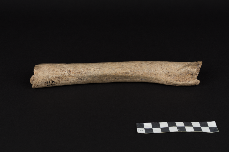 Hohlenstein-Stadel_femur_Oleg_Kuchar___Museum_Ulm.png  