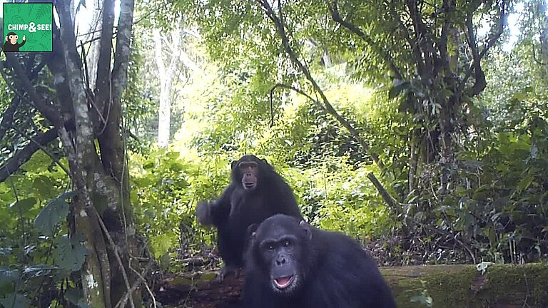 two-male-chimpanzees.jpg  