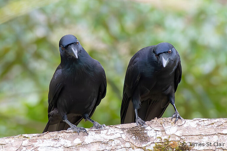 crow_pair_for_website-reduced_copyright.jpg  
