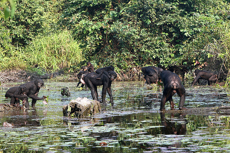 bonobos_fishingCGB_small.jpg  