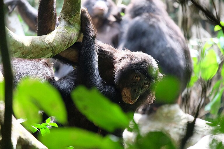 csm_Bonobo-Buhne-DSCF0280-002-68500c01785ed_aabcab3e36.jpg  
