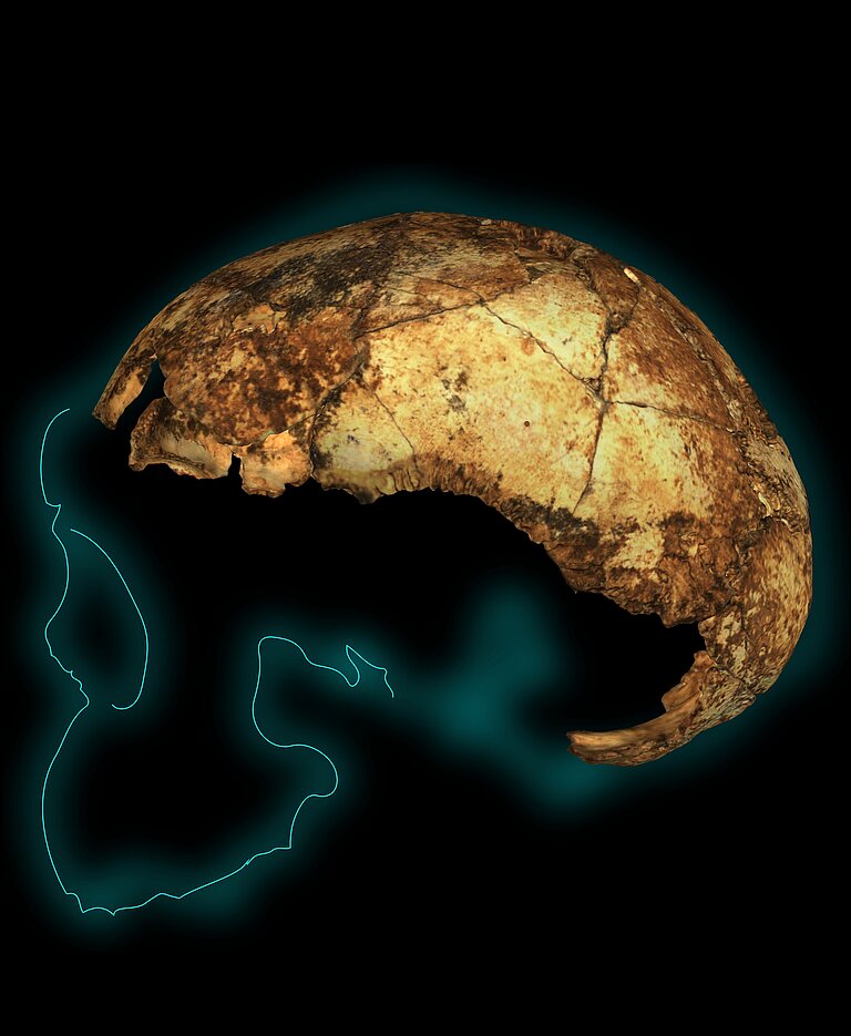 DNH_134_Homo_erectus_cranium_outline.jpg 