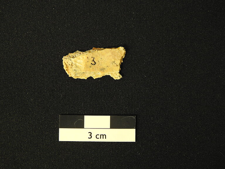 Fragment_of_a_skull_of_a_male_Neandertal_child_Mezmaiskaya2_from_the_Russian_Caucasus.JPG