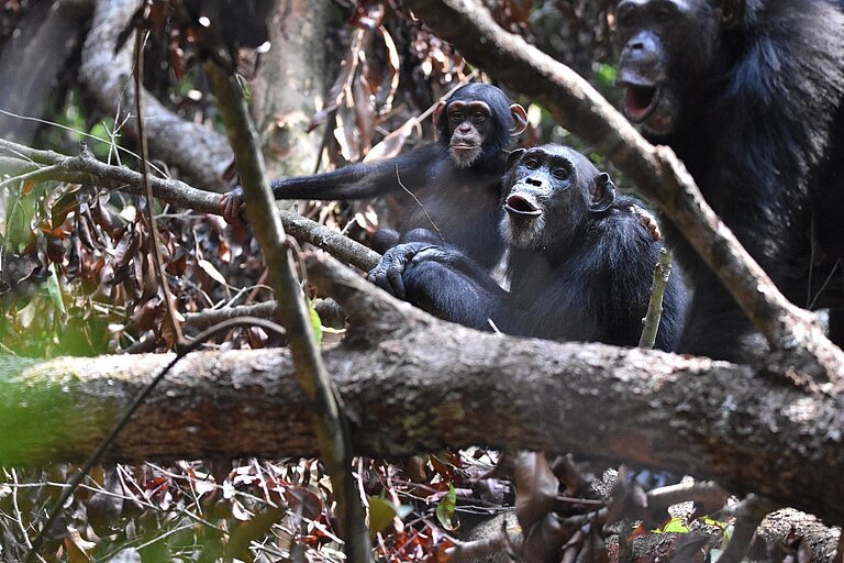 Chimpanzees_vocalizing.jpg  
