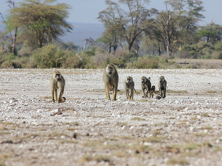 ArielleFogel_Amboseli_male_lots_of_females.jpg  