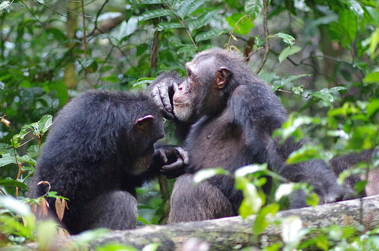 Woodstock_and_Shogun_grooming__c__Roman_Wittig__Tai_Chimpanzee_Project.JPG  