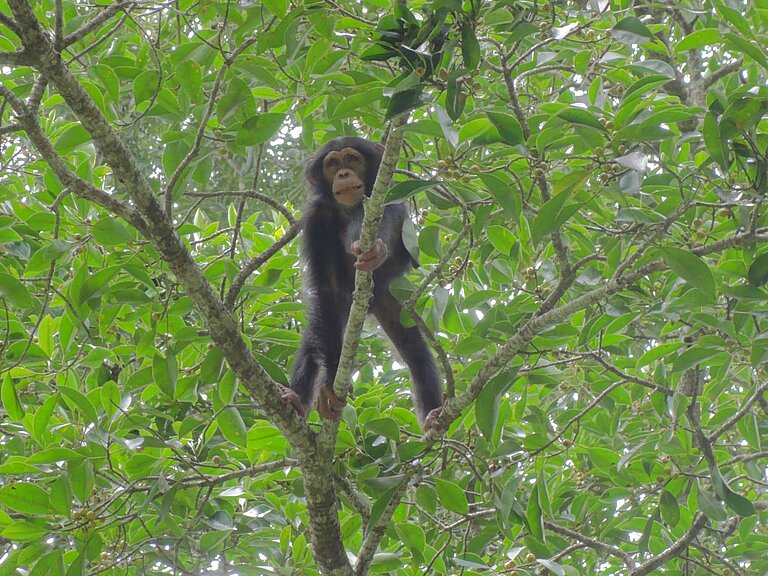 young_chimpmale_infigtree_web_01.jpg  