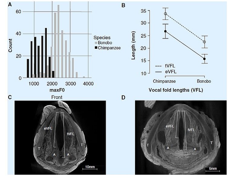 grawunder_et_al_2018_bonobo_larynx.jpg  