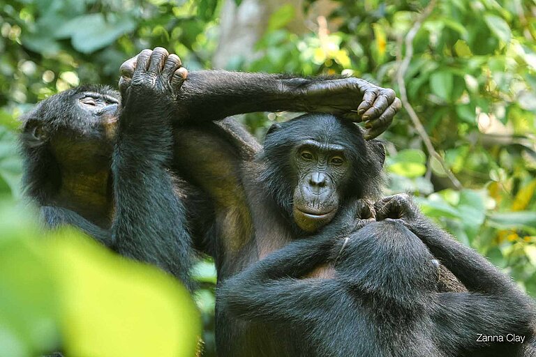 Bonobo_Interaktionen_02.jpg  
