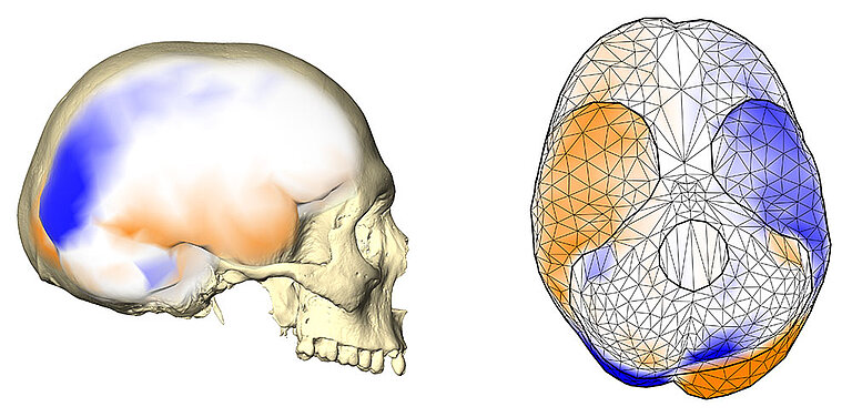 Neubauer-brainasymmetry-05.jpg  