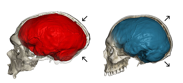 5_Neandertal_Modern_Human_Gunz_Endocasts.jpg  