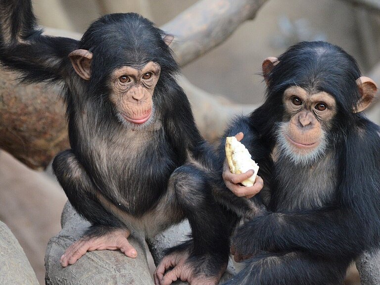 A_chimpanzee.jpg  