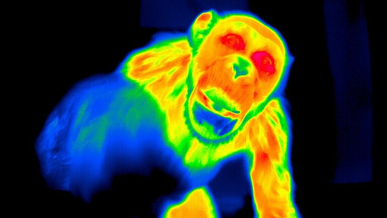 thermal_imaging.jpg  