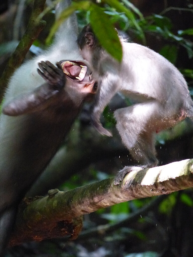 Mangabey1.JPG  