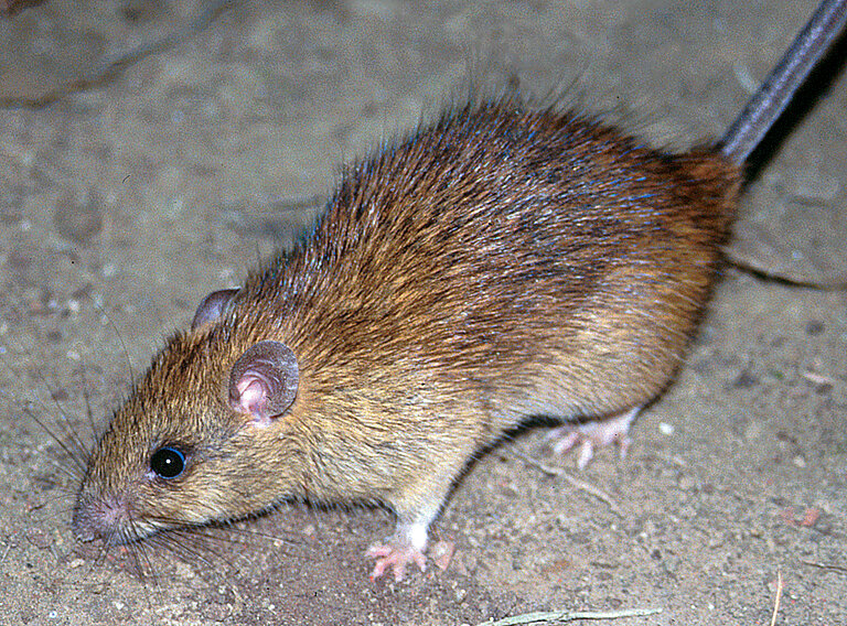 CSIRO_ScienceImage_10564_The_black_rat_Rattus_rattus.jpg  