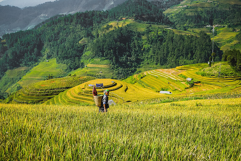 Reisfelder_mu_cang_chai__yenbai_Vietnam_64706282_xl_123rf_acucucu.jpg  