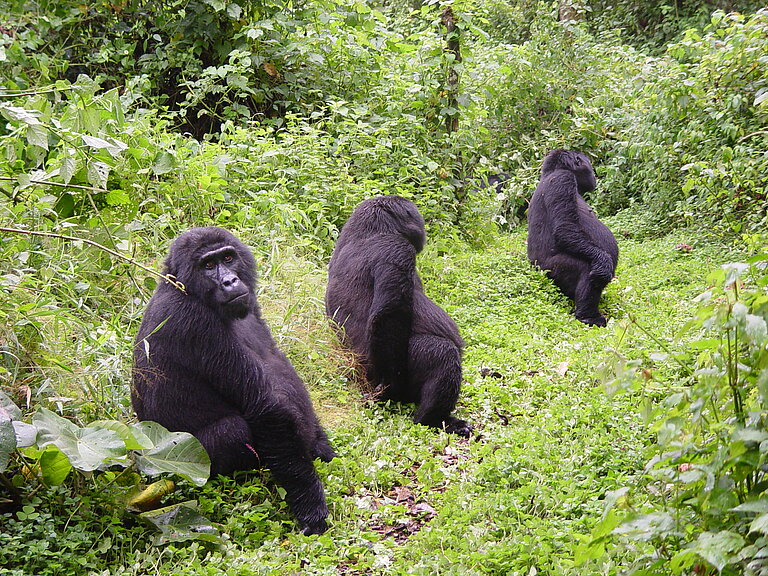 Three_Mountain_Gorilla_Females.JPG  