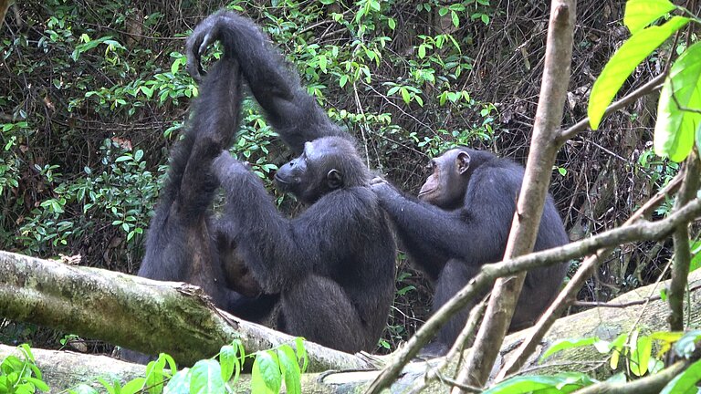 chimps_grooming.jpg  