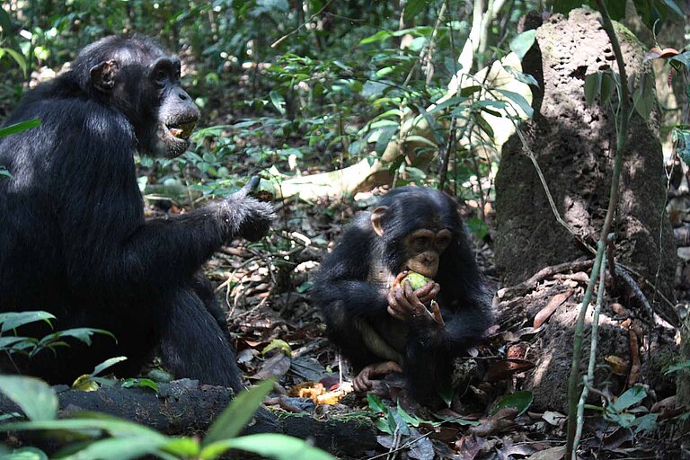 chimpanzeefemale_Janmaat_02.jpg  