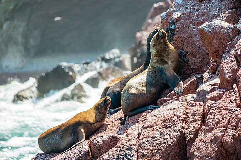 180971519_m_123RF_perekotypole_South_American_sea_lions_at_the_Ballestas_Islands_in_Peru.jpg  